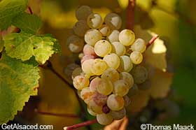 riesling grapes in vineyard alsace france