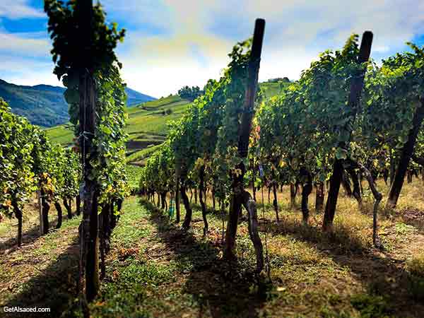 vineyards in alsace france