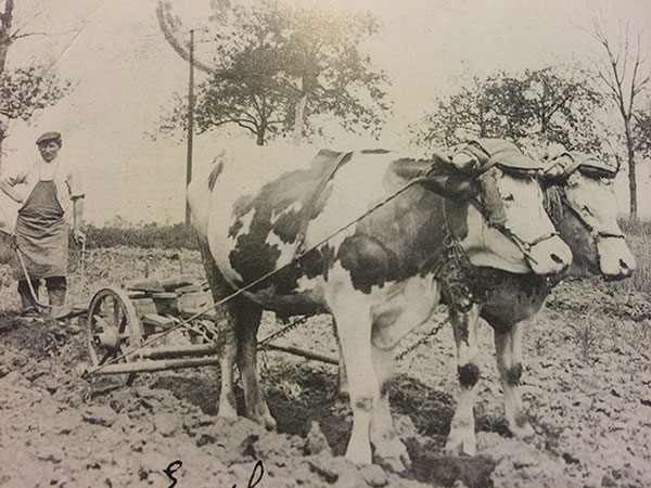 old photo man plowing field alsace france