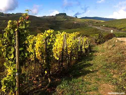 vineyards in alsace france