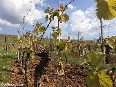 vines in spring in the vineyards in alsace france