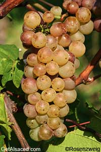 auxerrois grapes in the vineyard alsace france