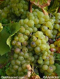 chasselas grapes in the vineyards alsace france