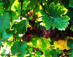 klevener de heiligenstein in the vineyard alsace france