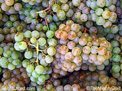 pinot blanc in the vineyard alsace france