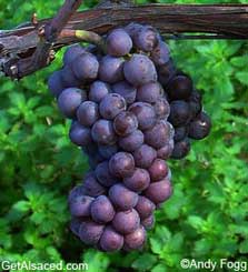 pinot gris grapes in the vineyard alsace france