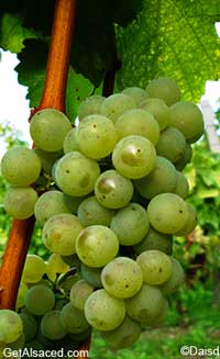 sylvaner grapes in the vineyard alsace france