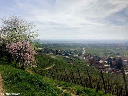 alsace vineyards in spring in france