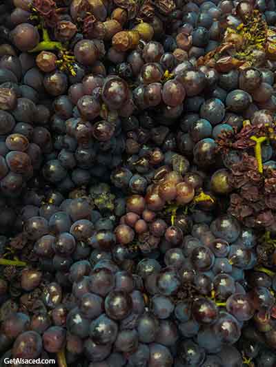 grapes in alsace france