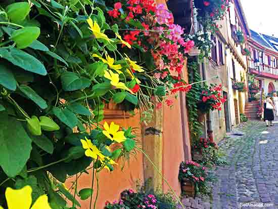 Alsace village houses and flowers in Eguisheim in France