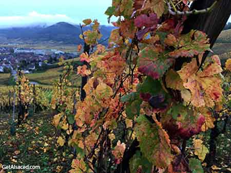 autumn vineyards in alsace france