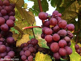 gewurztraminer grapes in the vineyards alsace france