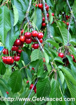 Cherries on a Tree in Alsace Waiting to Be Picked