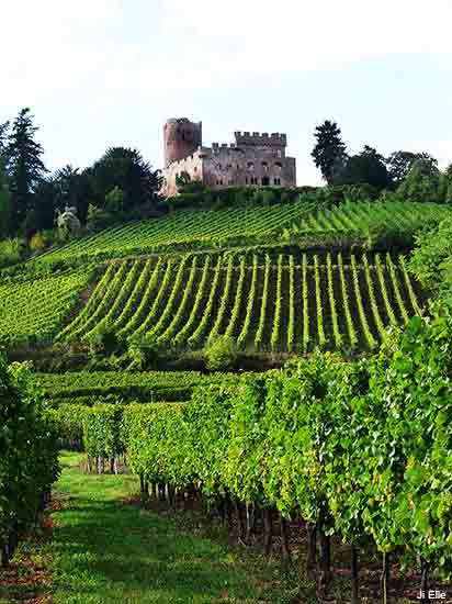 castle near Kintzheim on the Alsace wine road in France