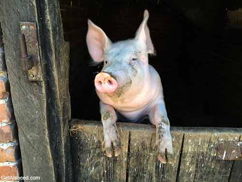 pig at old alsace farmhouse in france