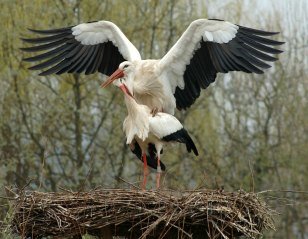 Storks in Alsace